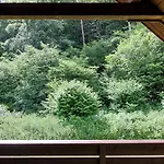 Waldblick